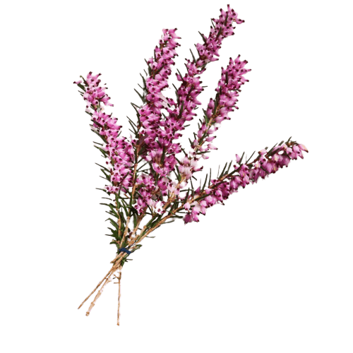 CALLUNA VULGARIS