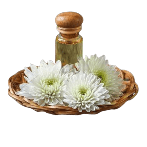 Chrysanthemum Extract