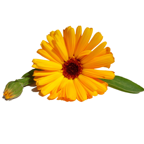 Calendula/Calendula Oil