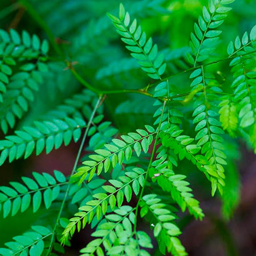 Honey Locust